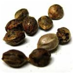 Семена марихуаны АК-47  (Seeds AK-47) в Зее